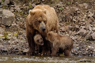 Fotos de osos